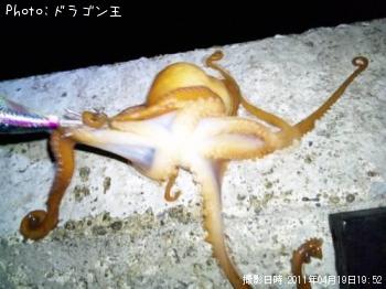 タコ