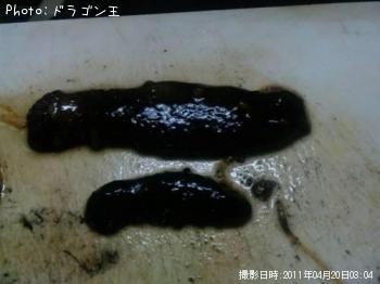 ナマコ