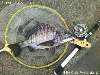チヌ