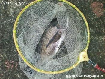 チヌ