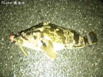 タケノコメバル