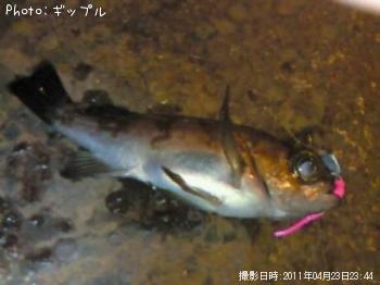 メバル