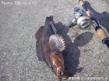 アイナメ