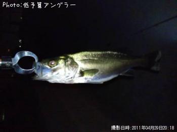 シーバス