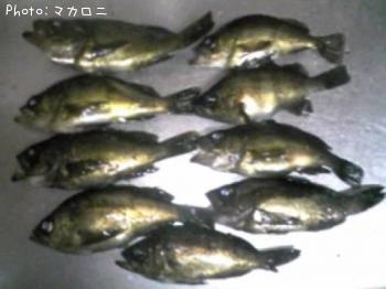 メバル