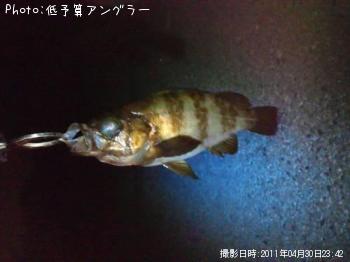 メバル