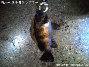メバル