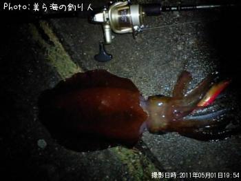 アオリイカ