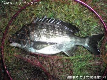 クロダイ
