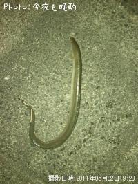 ʥ