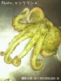 マダコ