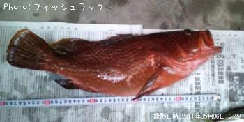 オオモンハタ
