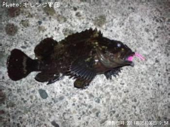 ムラソイ