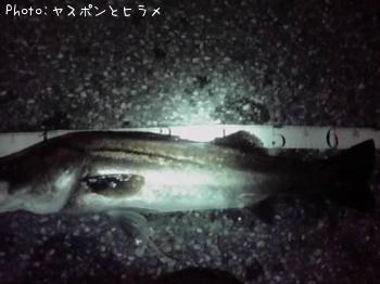 シーバス