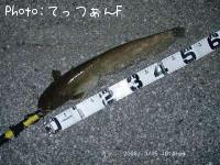ナマズ