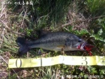 ブラックバス
