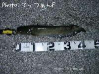ナマズ