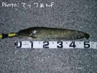 ナマズ