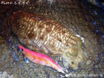 コウイカ