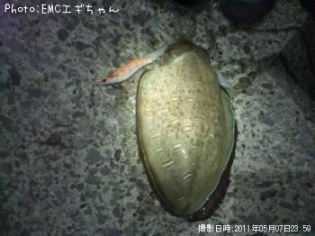 コウイカ
