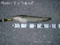 ナマズ