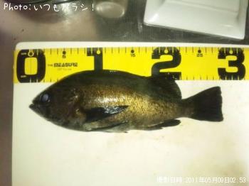 メバル