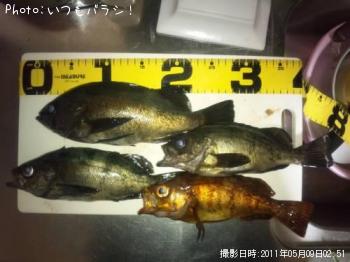 メバル