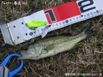 ブラックバス