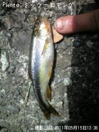 川魚