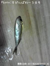 まめあじ