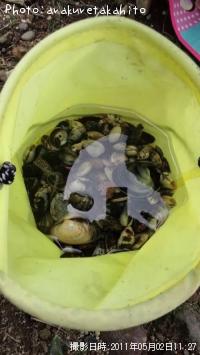 アサリ