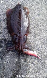 コブシメ