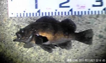 メバル