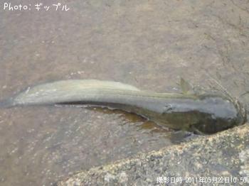 ナマズ