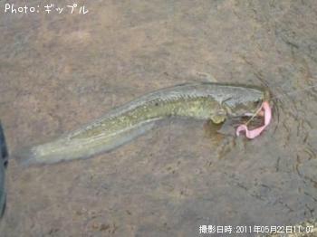 ナマズ