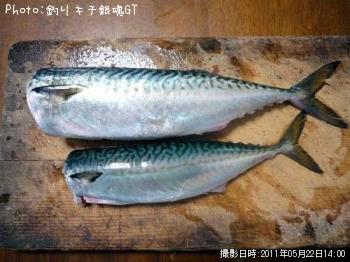 鯖