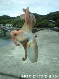 タコ