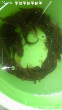 ϥʥ