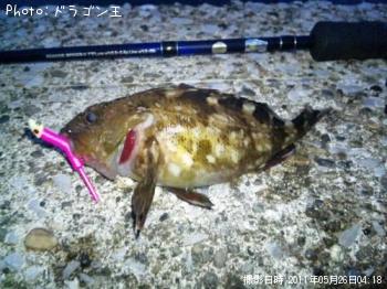 カサゴ