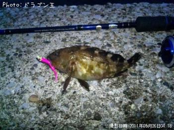 カサゴ