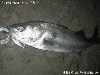 シーバス