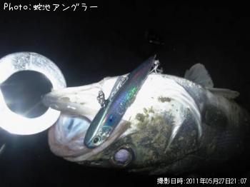 シーバス