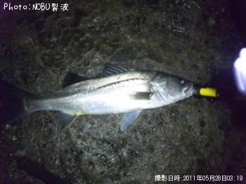 シーバス