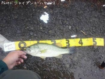ブラックバス