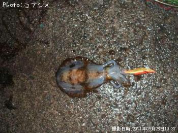 アオリイカ