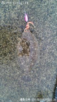ヒラメ