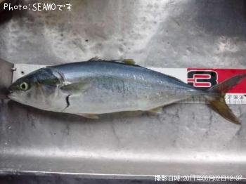 ʥ