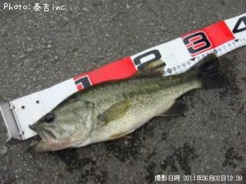 ブラックバス
