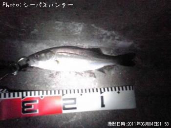 シーバス