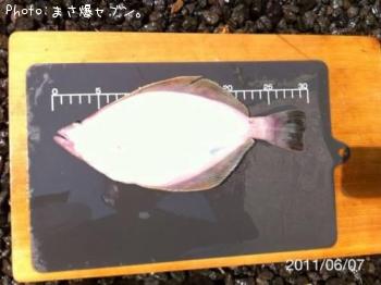 ソウハチカレイ